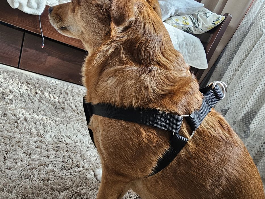Шлея для собак, середньої породи, може бути і на більшу собаку, нова