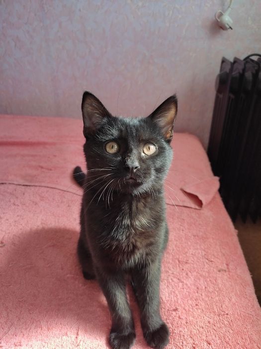 Красивый черный котенок