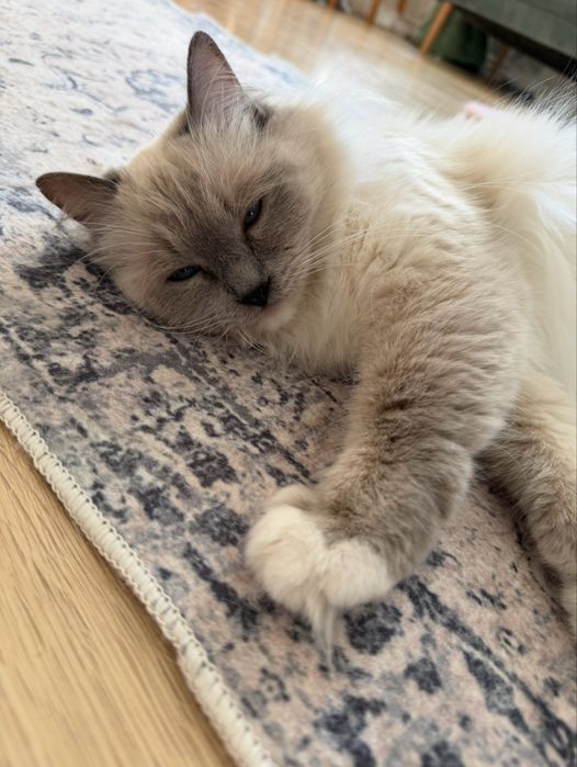 Amiga kotka  Ragdoll pohodowlana na sprzedasz