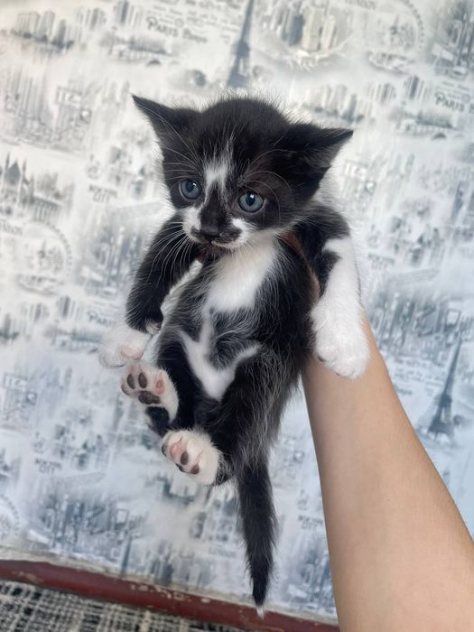 Кошеня хлопчик у добрі руки