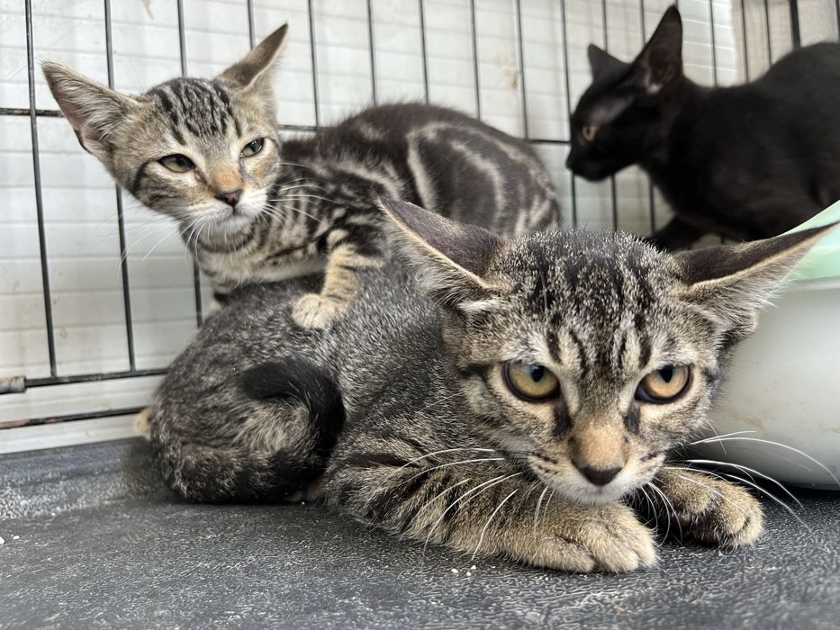 VÁRIOS Gatinhos para Adoção Responsável