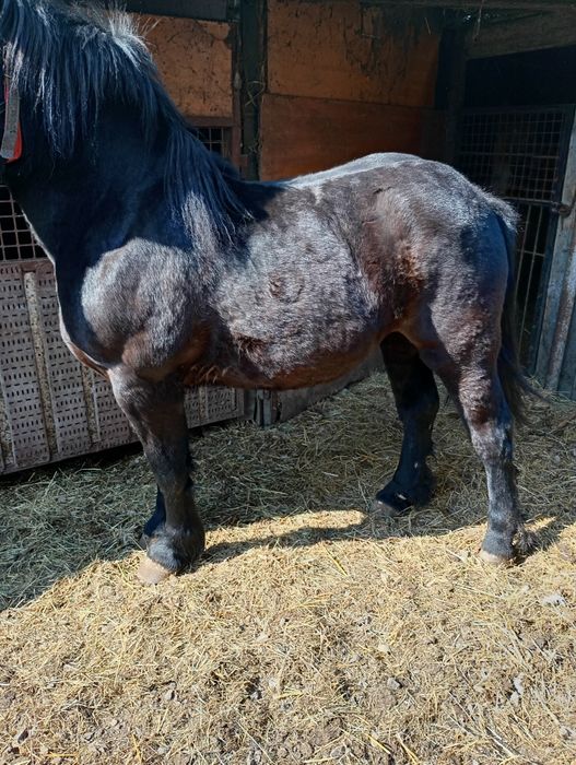 Sprzedam parę! Zrobka+ źrebak