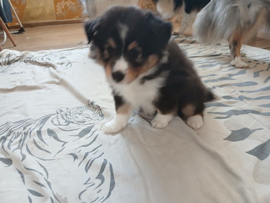 Owczarek szetlandzki piesek  tricolor.