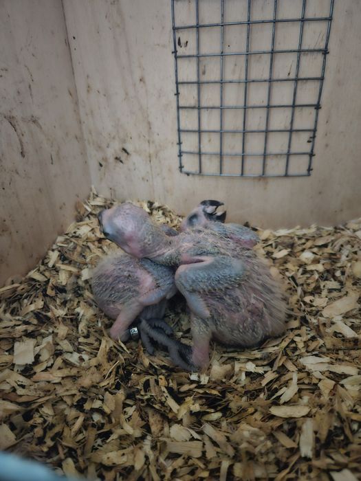 Casal Amazonas Aestivas Reprodutor