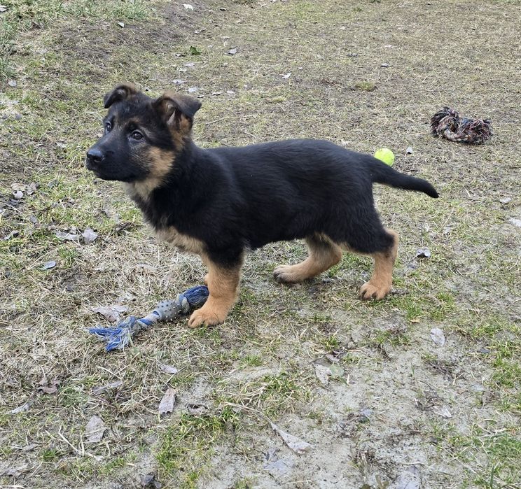 Owczarek Niemiecki Krótkowłosy