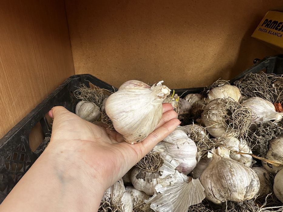 Часник озимий.