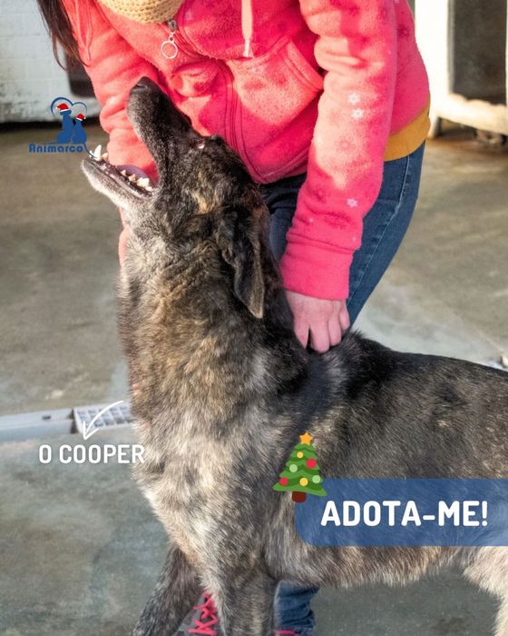 Cooper - cao de porte grande