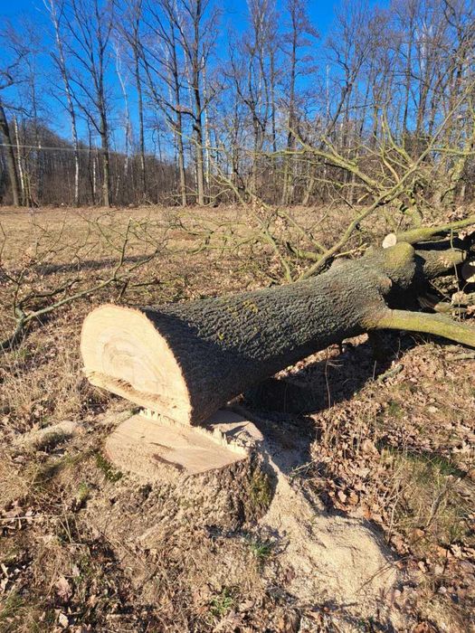 Kłoda dębu, dąb tartaczny