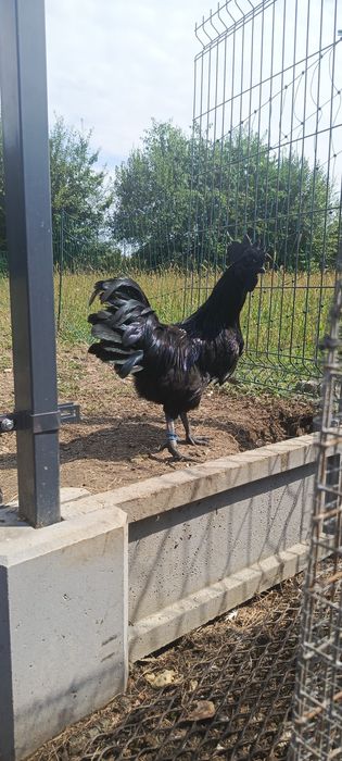 Ayam Cemani - Białe i Czarne pisklaki.