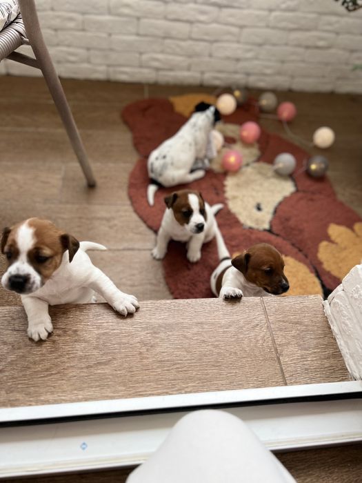 Чудові цуценятка