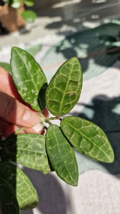 Продам Hoya Elliptica splash