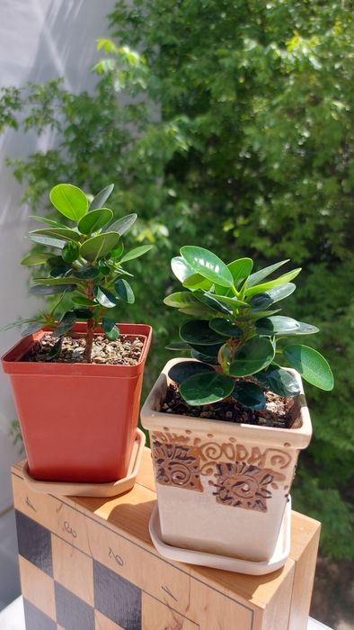 Фикус Панда (Ficus Panda)