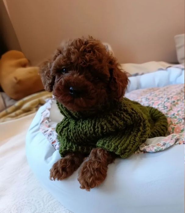 Солодкий хлопчик той пудель