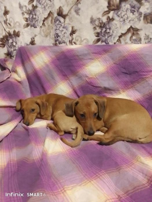 Продаю не дорого цуценят порід такси