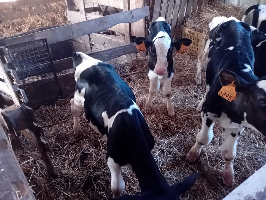 Vende-se vitelos Frisios