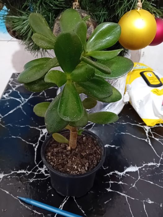 Шикарная драцена.