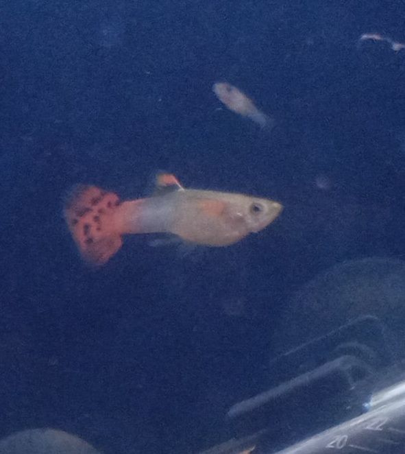 Guppies  sortido