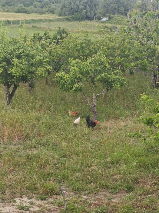 Casal de cabras anãs + oferta de 2 galinhas e um galo