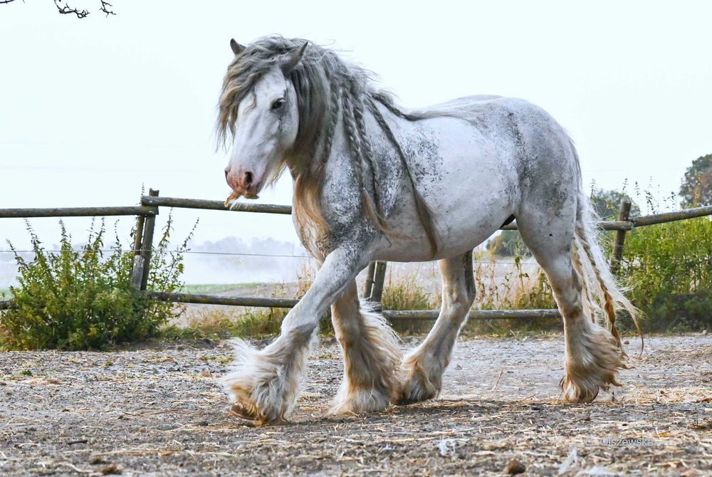 Ogier Irish Cob (nie tinker) z licencją / koń rodzinny