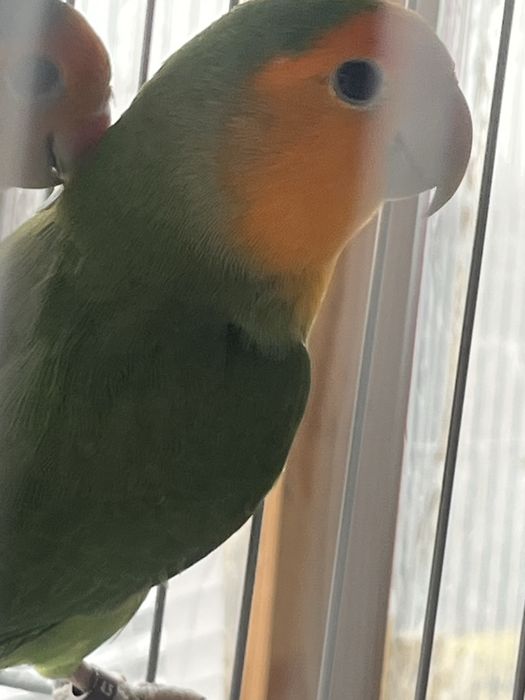 Casal de agapornis e periquitos