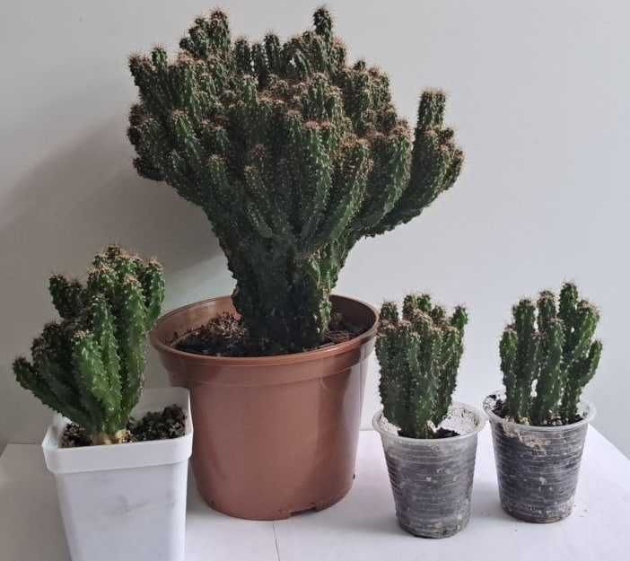 Сукуленты и кактусы