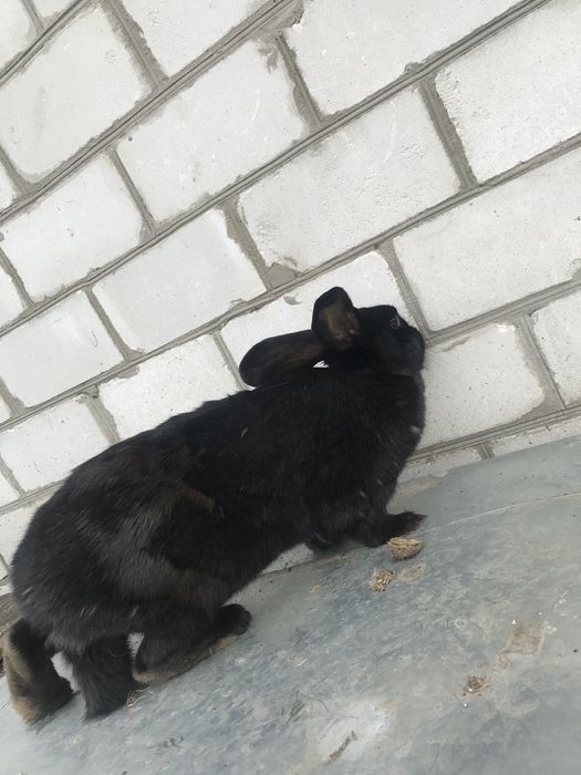 Кролиці, кроленята