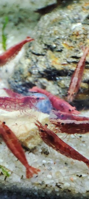 Neo Caridinas vermelhos / azuis e amarelos