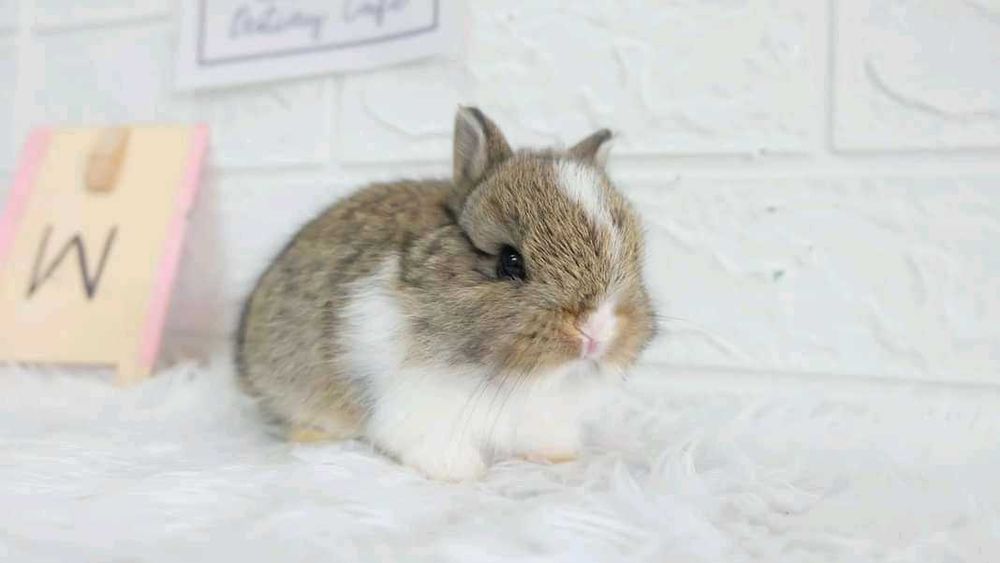 Coelhos anões teddy, mini hôlandes, Angorá, toy, KIT Completo