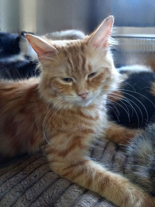 Отдам даром в добрые руки пушистую рыжую кошечку