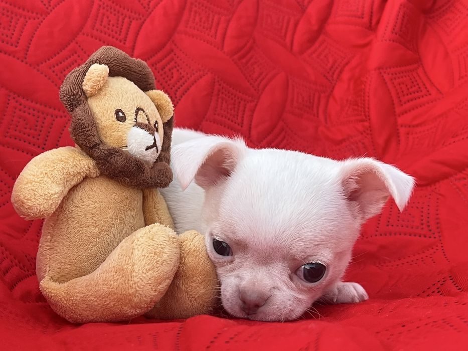 Chihuahua Macho Pelo Curto