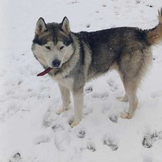 Husky oddam za darmo