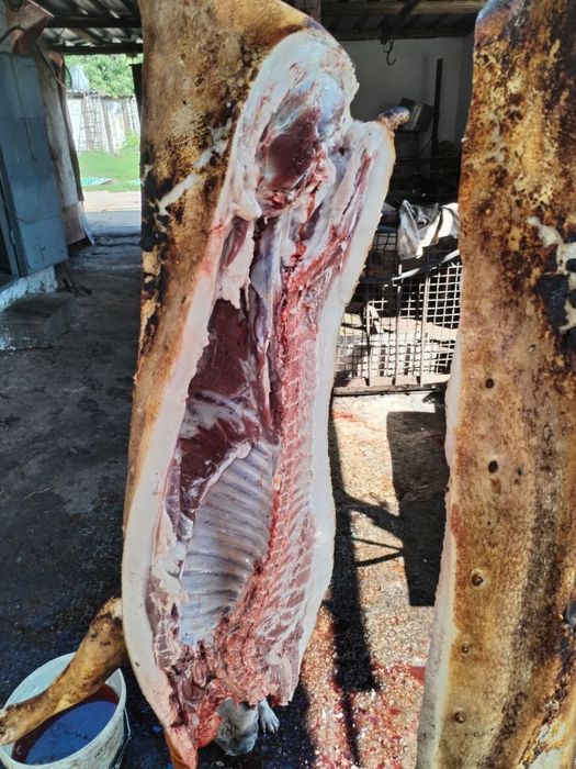 Свинина домашня вагова