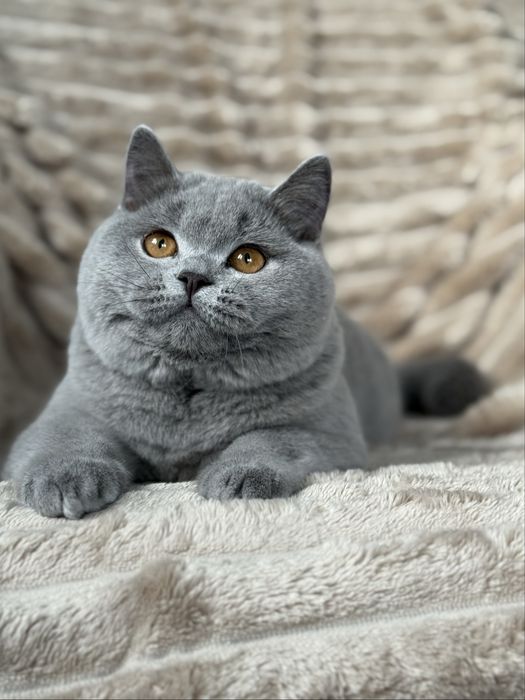 Koty brytyjskie,rodowod WCF