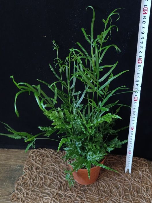 Птеріс (Pteris),