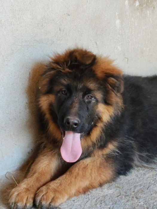 Owczarek niemiecki  szczeniak