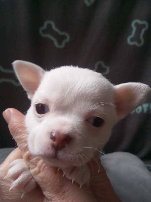 Чихуахуа дівчинка