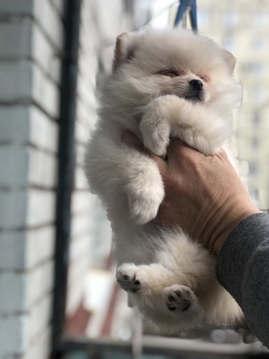 Померанский шпиц мишка мальчики и девочки 2 мес