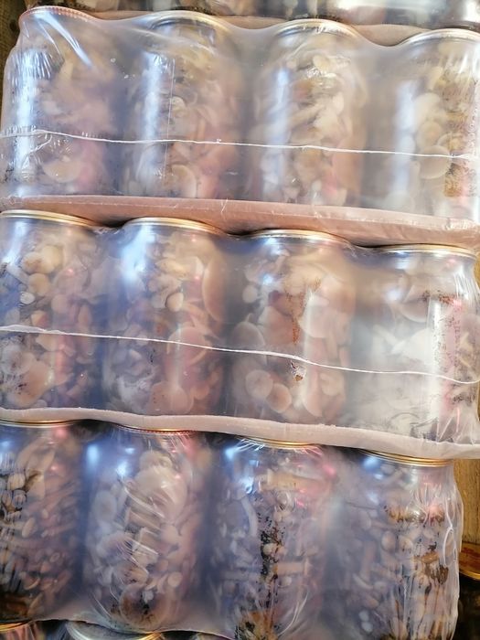 Мариновані опеньки 2025!!!