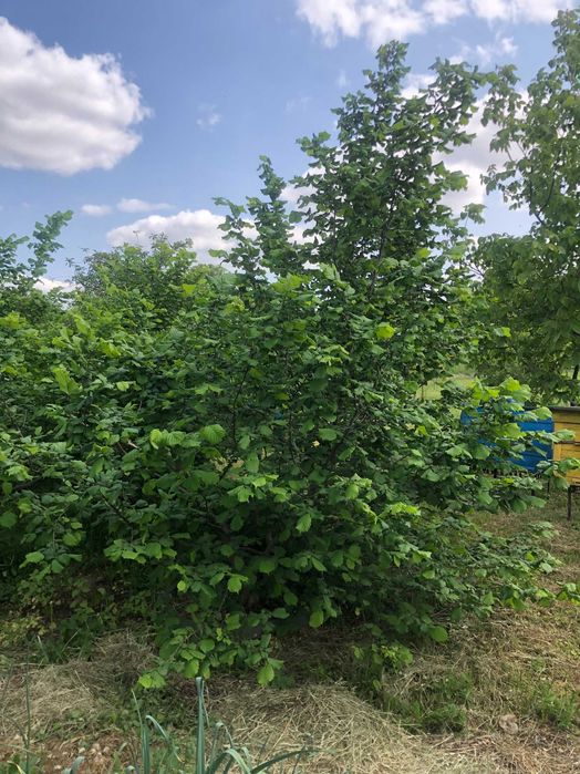 Лещина саженцы для посадки в любое время