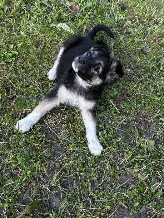oddam ślicznego pieska