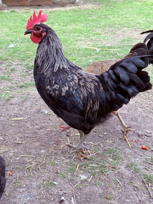 Sprzedam koguty rasowe Silveruds, Ameraucana, Donxiang , debresse czarna