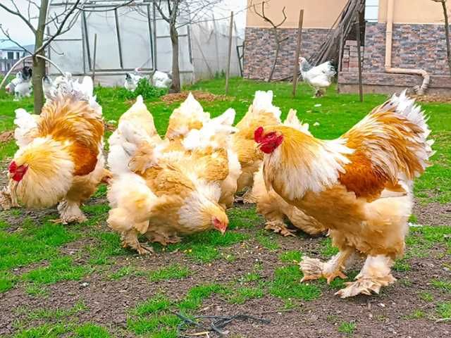 Яйце на інкубацію, курчата, Брама: блакитна, біле золото, темна.