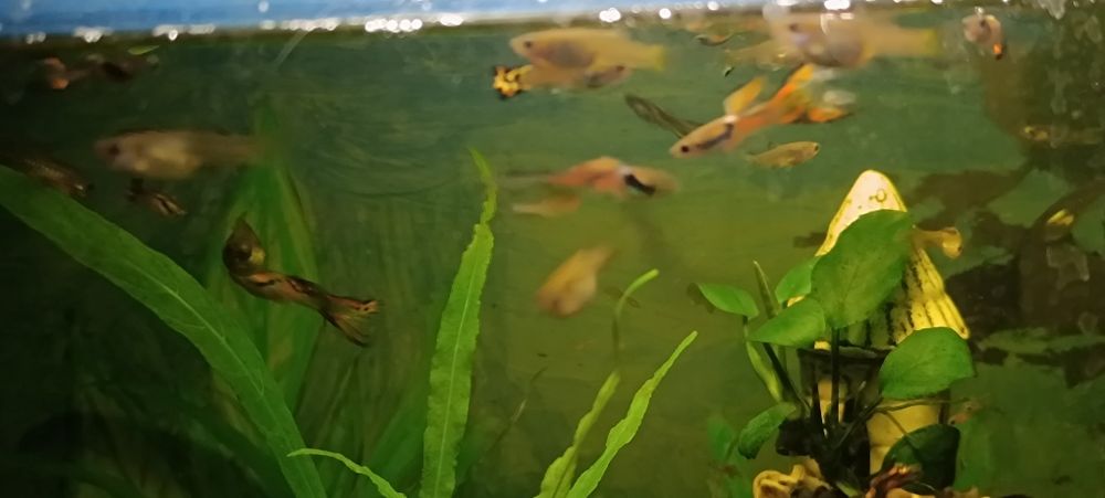 Рибки акваріумні Гупі