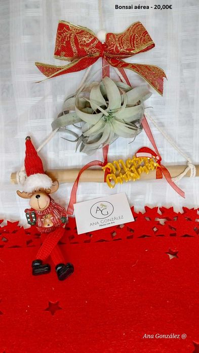 Plantas aéreas, suculentas e decoração artística - Plantas com Arte