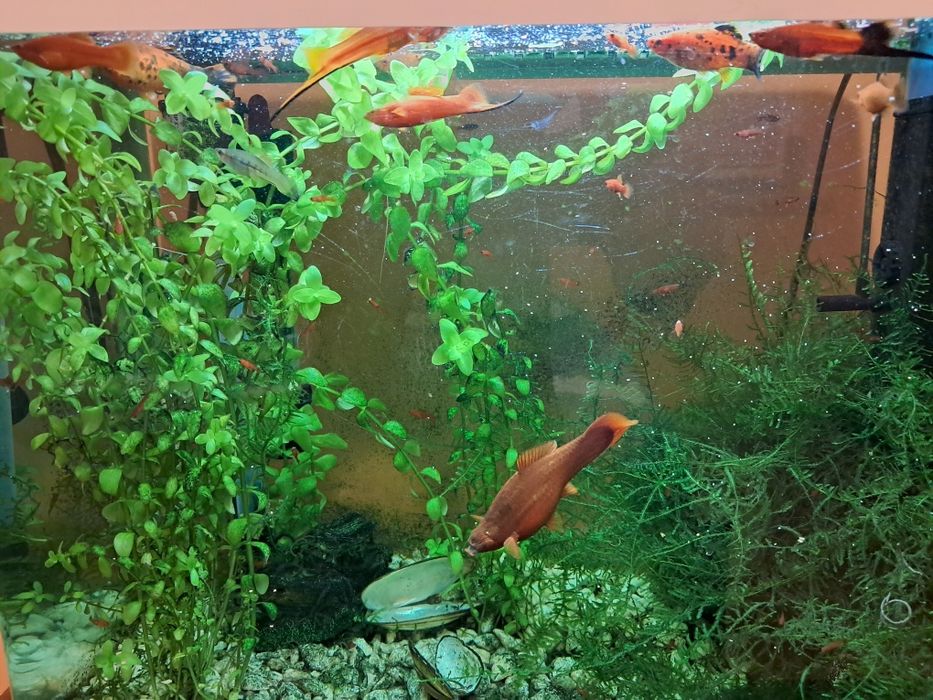 Rybki akwariowe mieczyki