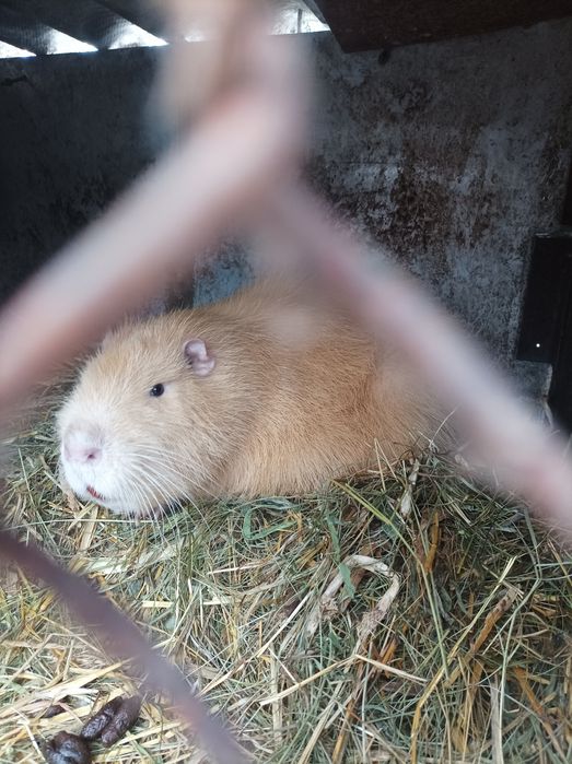 Продам молодь віком 4-6місяців