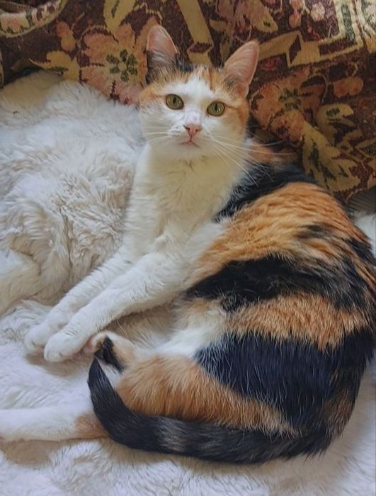 Отдам молодую трёхцветную кошку