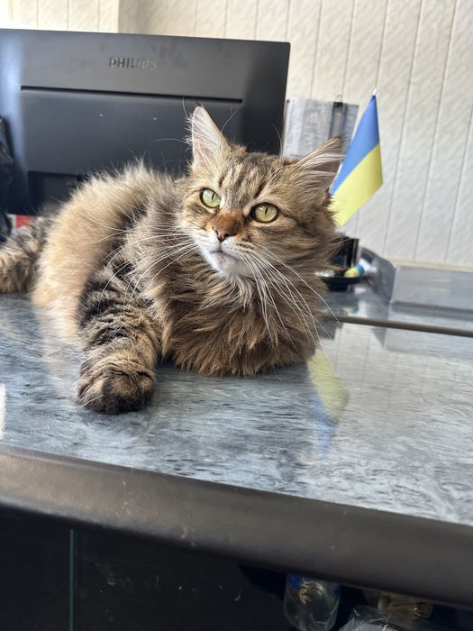 Ищем дом для кошечки