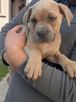 Szczeniak Cane Corso italiano