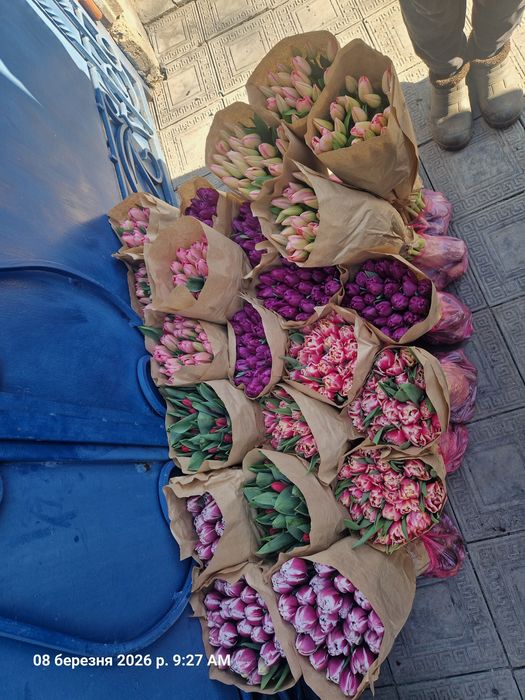 Луковиці тюльпанів